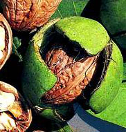 walnut